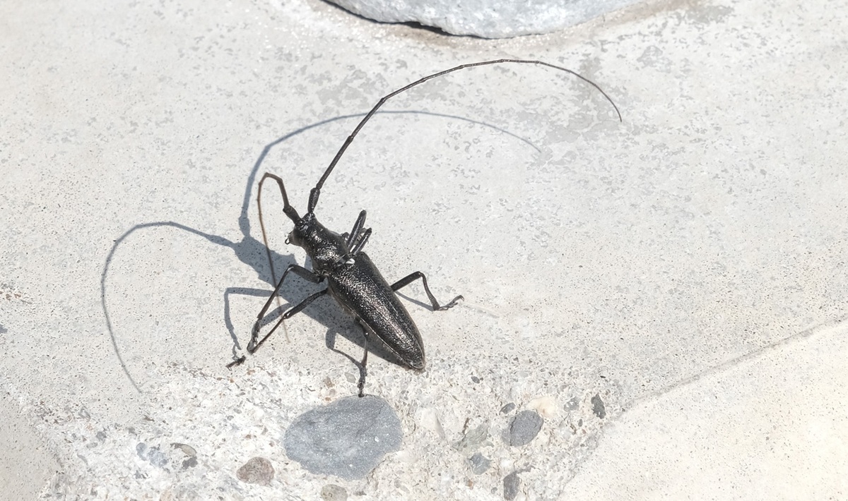 White Spotted Sawyer Beetle - Andy Barnes